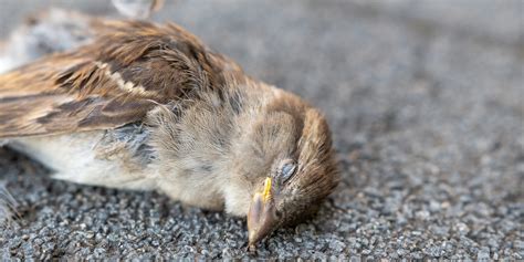 鳥死在門口